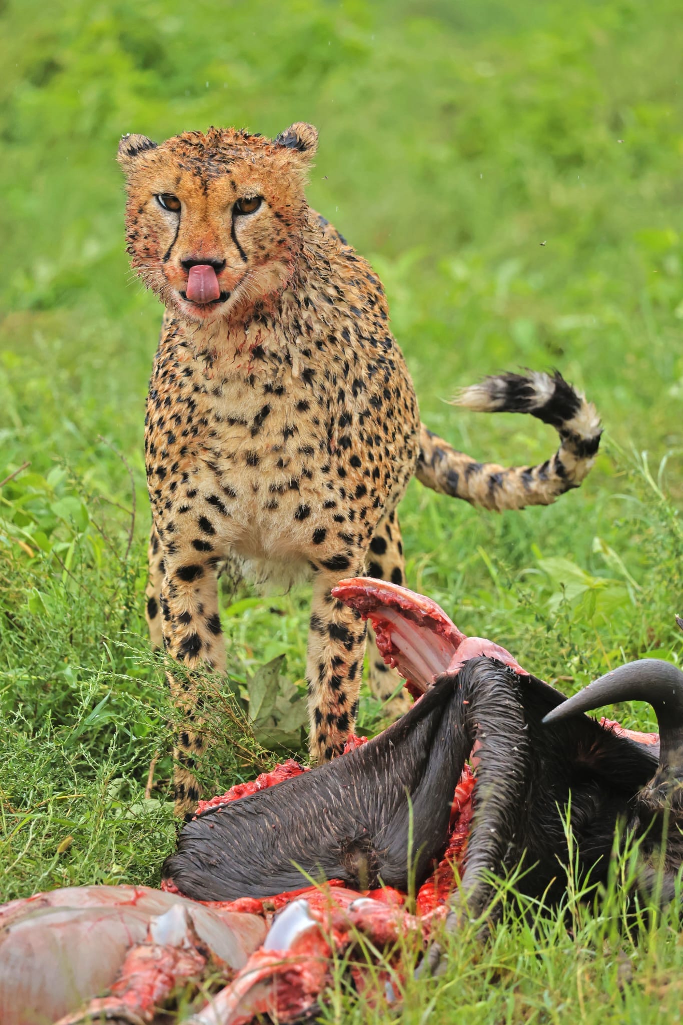 cheetah hunted a Wildebeest in Ndutu region(Southern Serengeti)