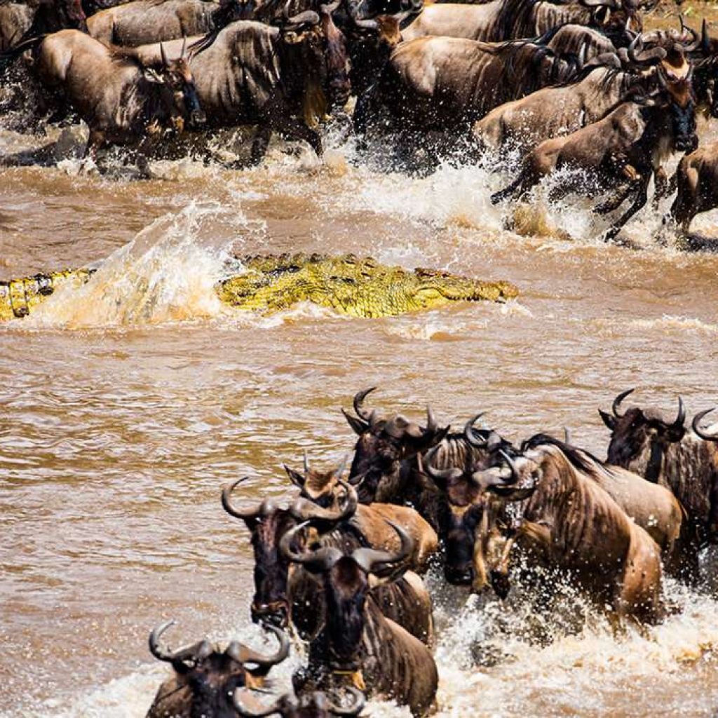 cheetah hunted a Wildebeest in Ndutu region(Southern Serengeti)