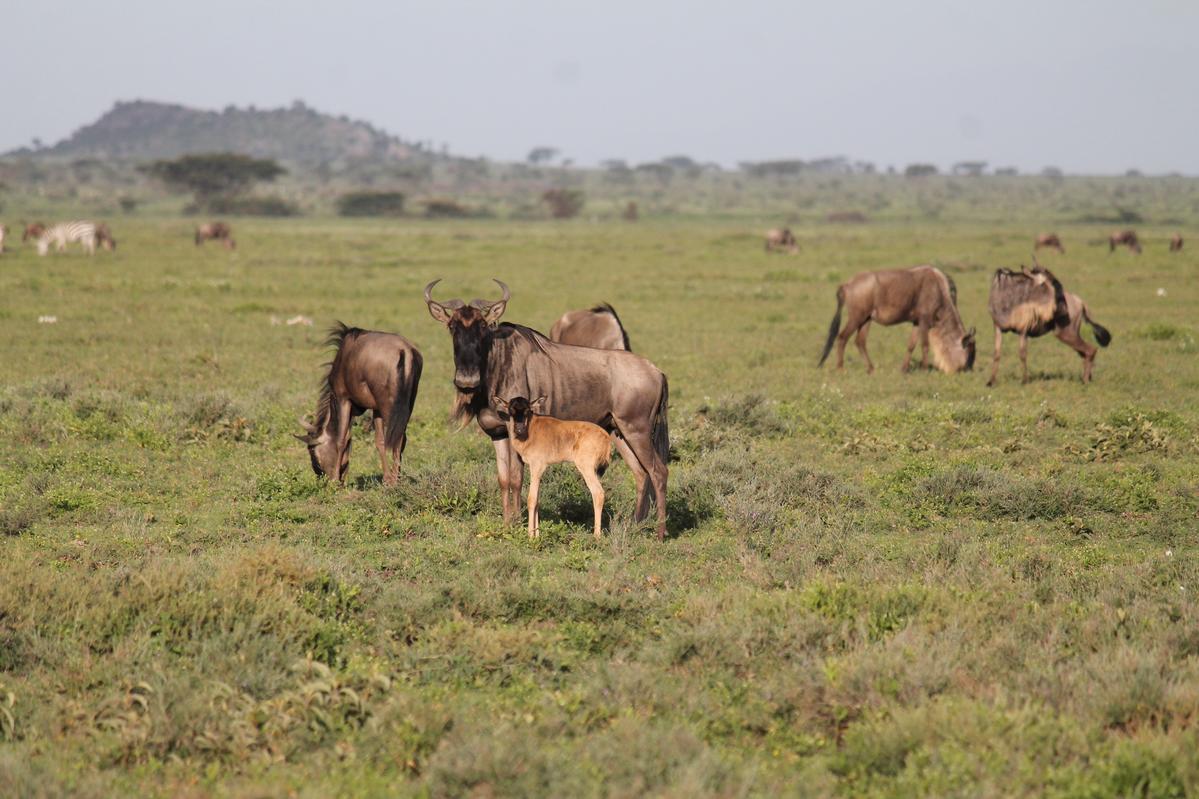 cheetah hunted a Wildebeest in Ndutu region(Southern Serengeti)