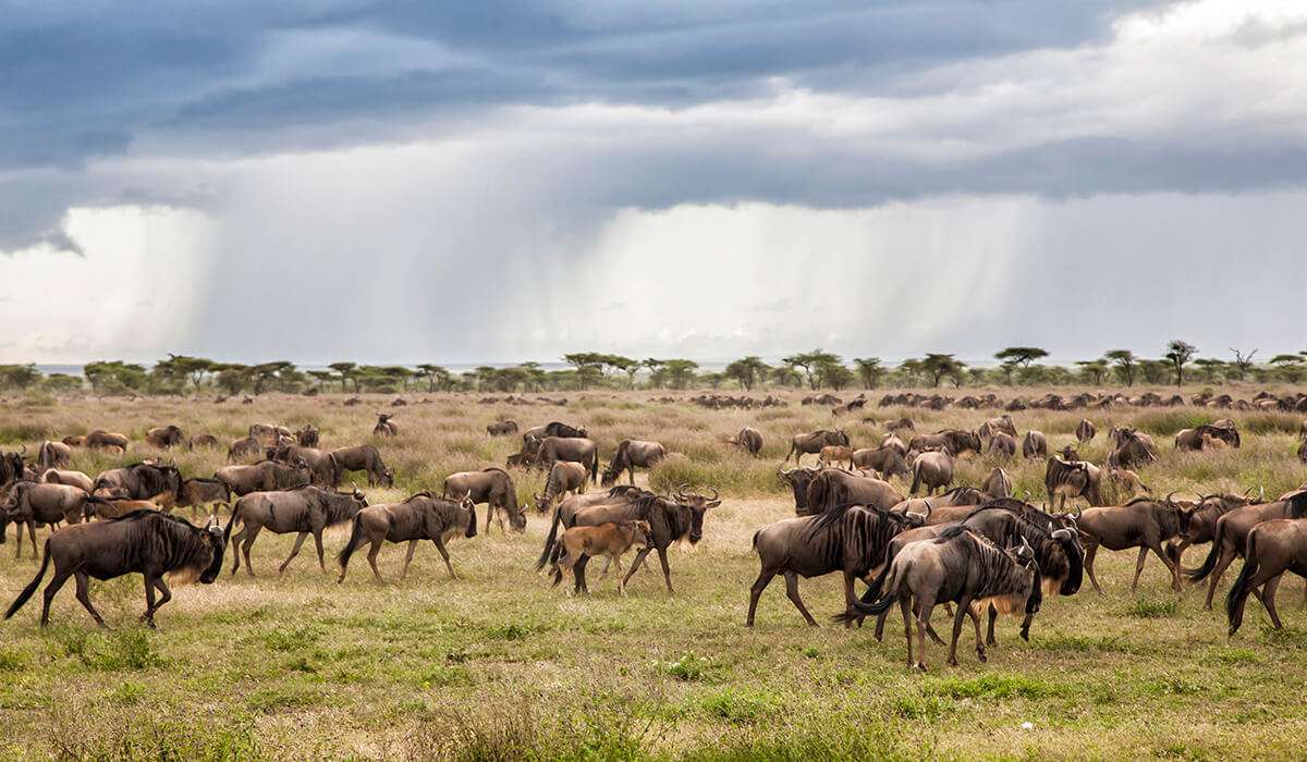 cheetah hunted a Wildebeest in Ndutu region(Southern Serengeti)