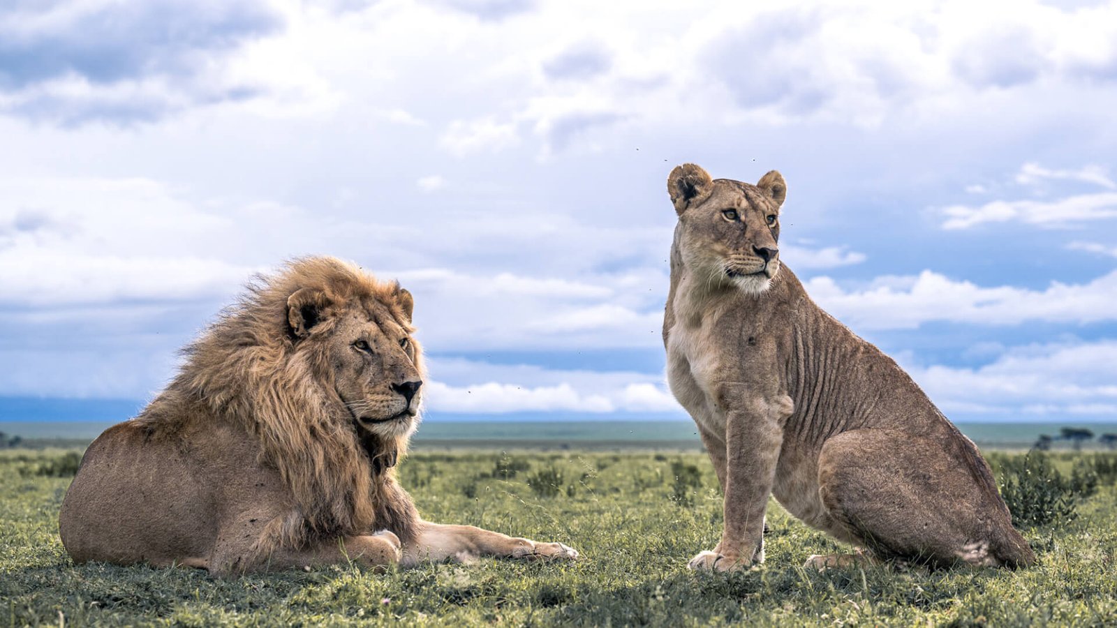 A male and female lion resting peacefully on the Serengeti plains in Tanzania, gazing around calmly near safari vehicles.