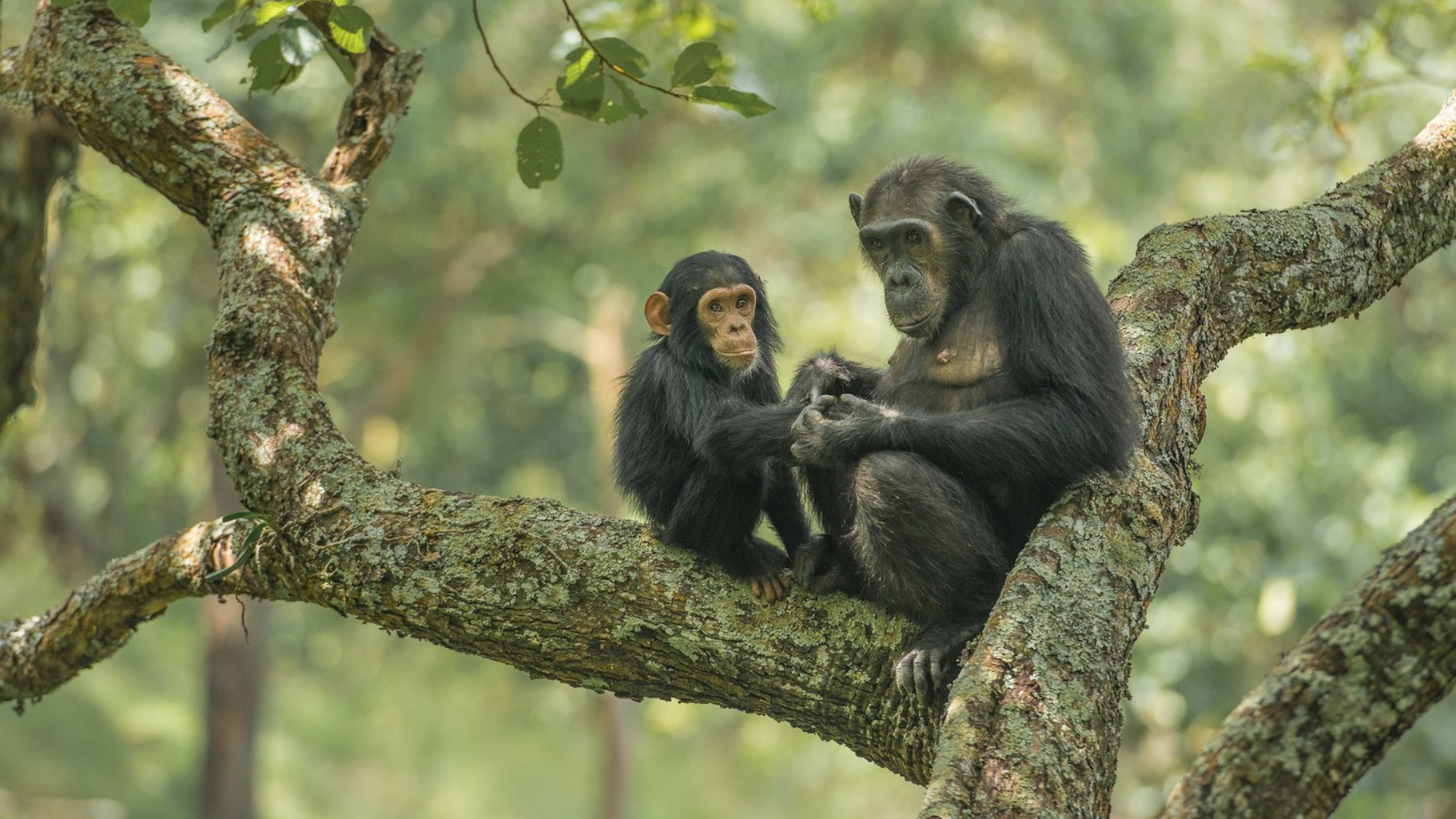 Two chimpanzees grooming each other in the lush rainforest of Mahale Mountains National Park, Tanzania.