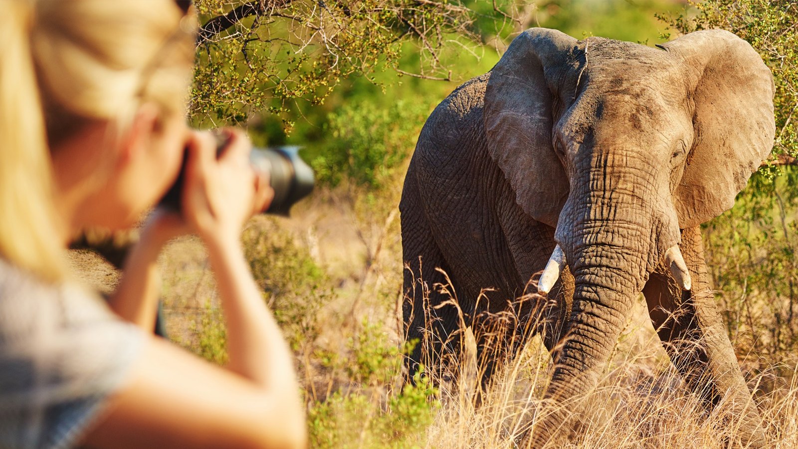 Photographic safari Tanzania – capture stunning wildlife portraits in Serengeti National Park