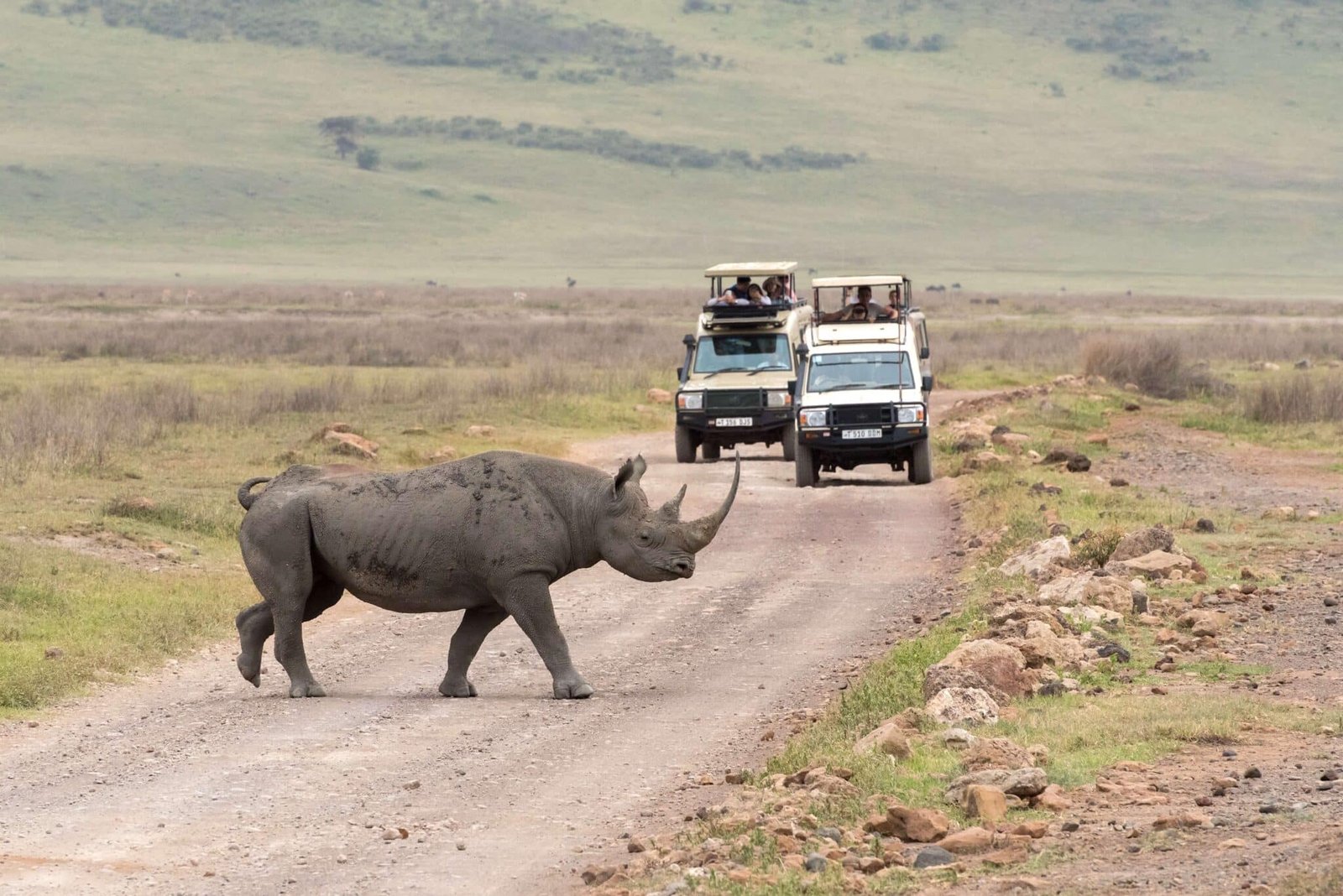 rhino-ngorongoro-crater-2048x1367