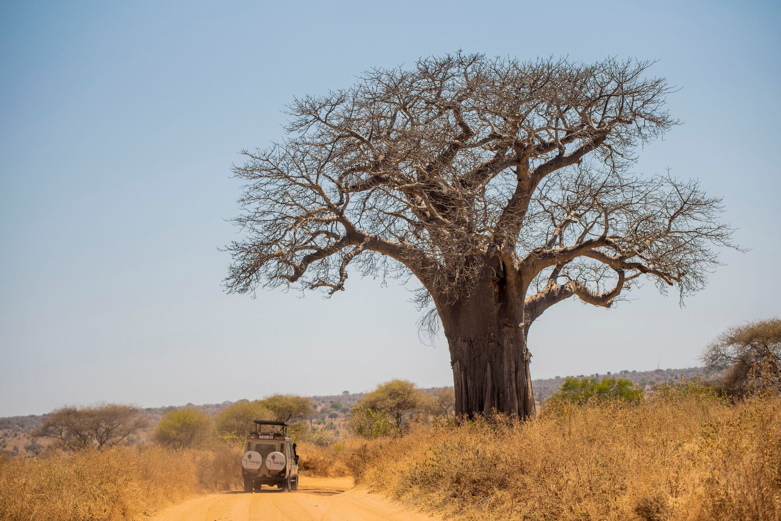 A baobab Tree in Tarangire national park