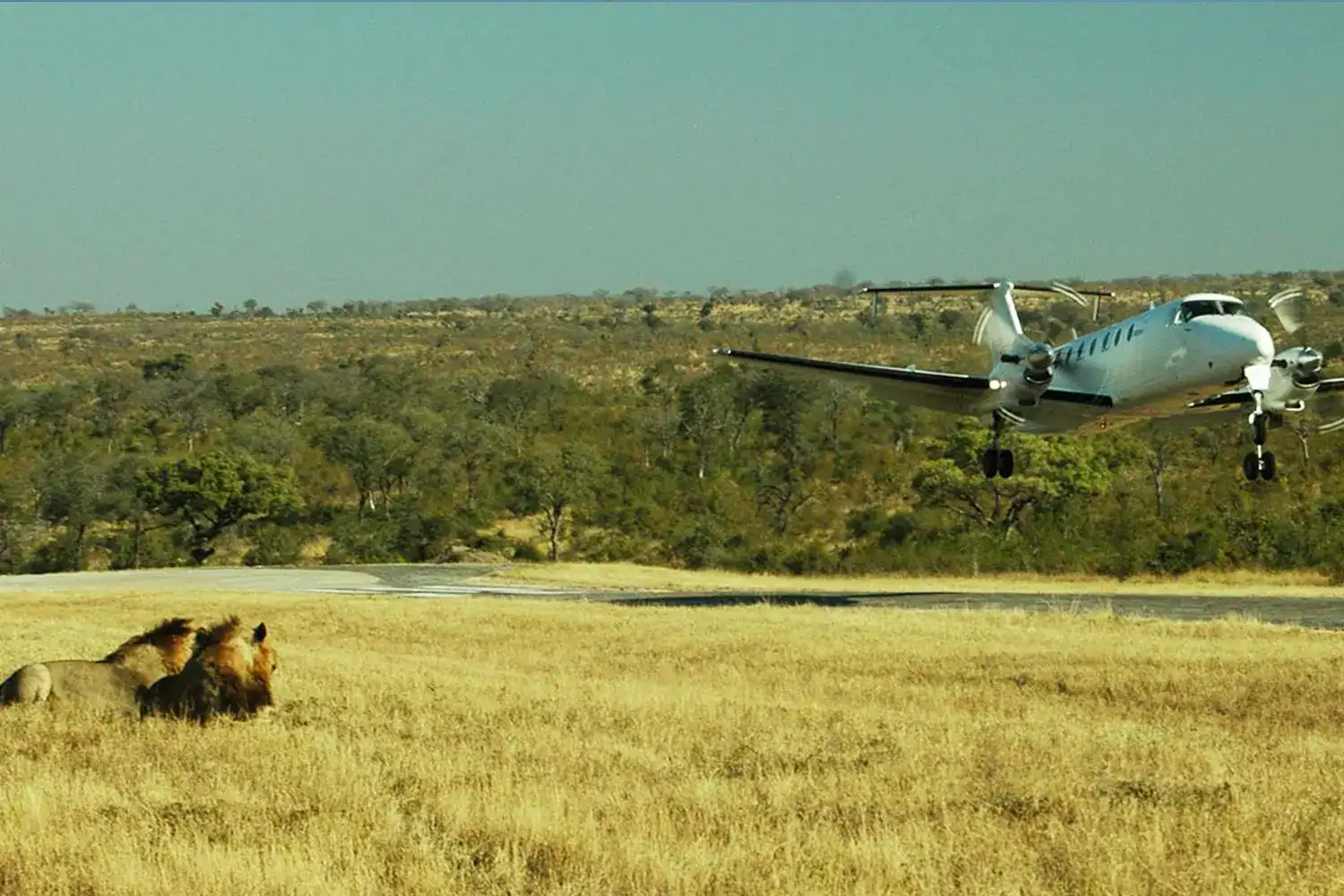 2 Day Fly In Fly Out Safari from Zanzibar