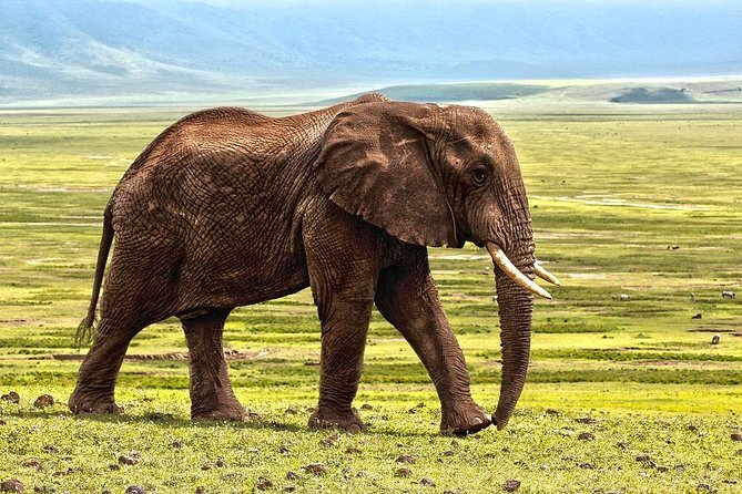 4-Day Thrilling Big Five Safari Expedition – With Serena Hotels