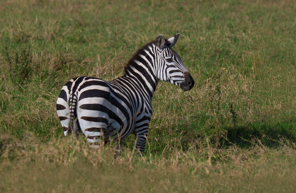 zebras