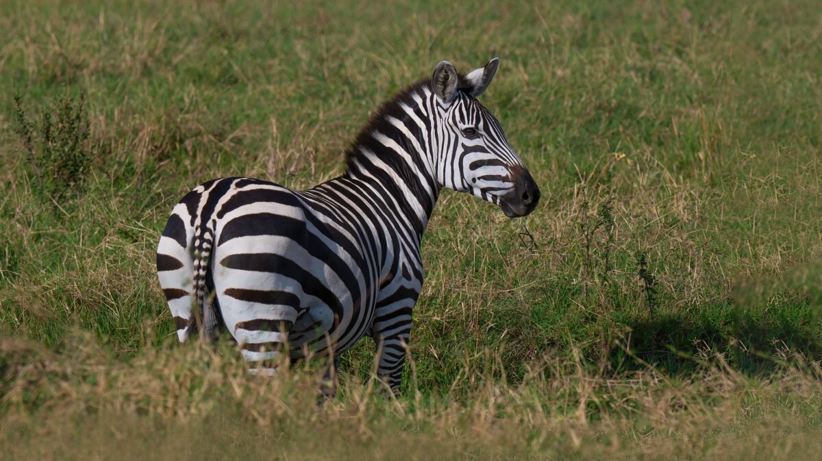 Lake Manyara vs Tarangire National Park
