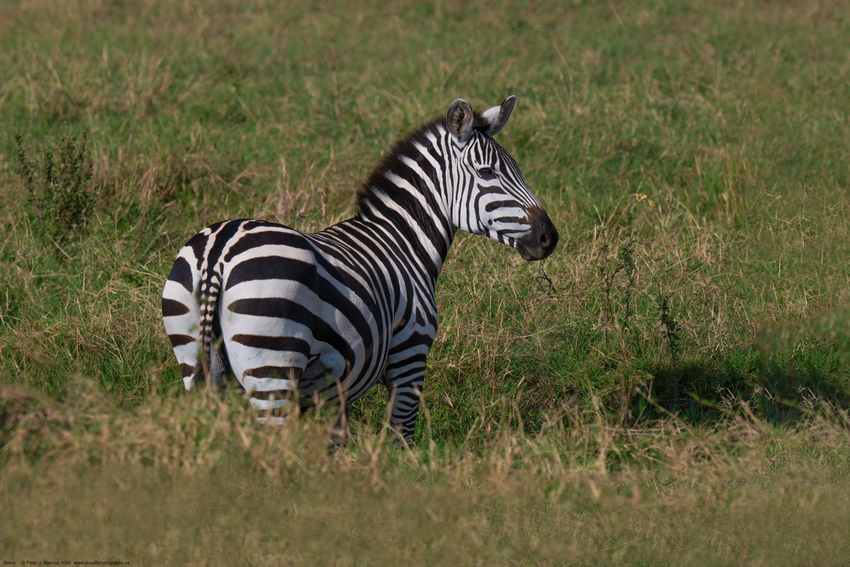 Zebras grazing on the Serengeti plains during the Great Wildebeest Migration in Tanzania.