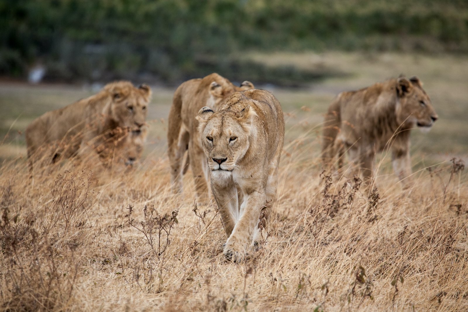 Calving Safari & Ngorongoro Crater Adventure