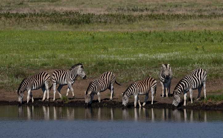 Day 5 Full Day in Northern Serengeti