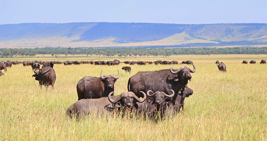Day 7 Serengeti – Ngorongoro Crater – Arusha