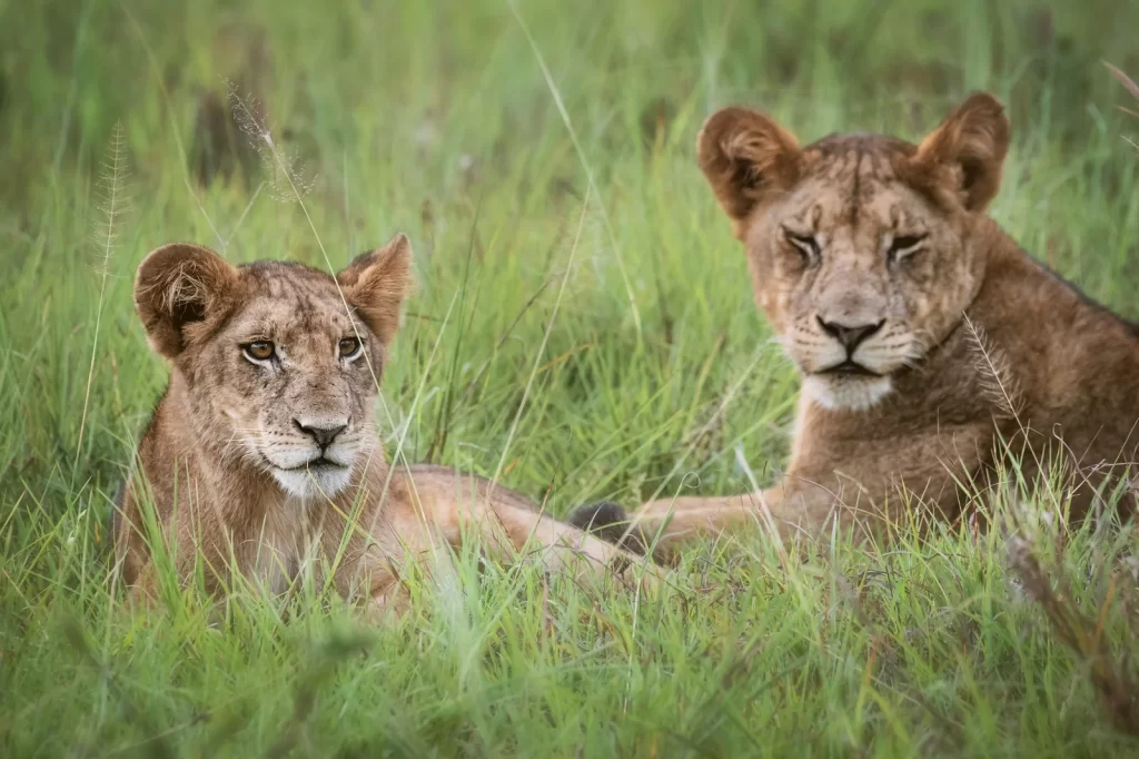 Tanzania Luxury Safari