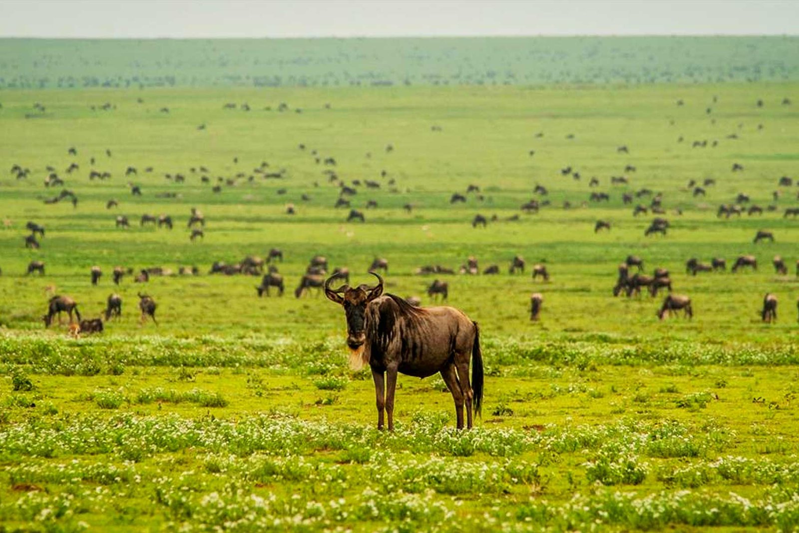 Full Day in Southern Serengeti (Ndutu)