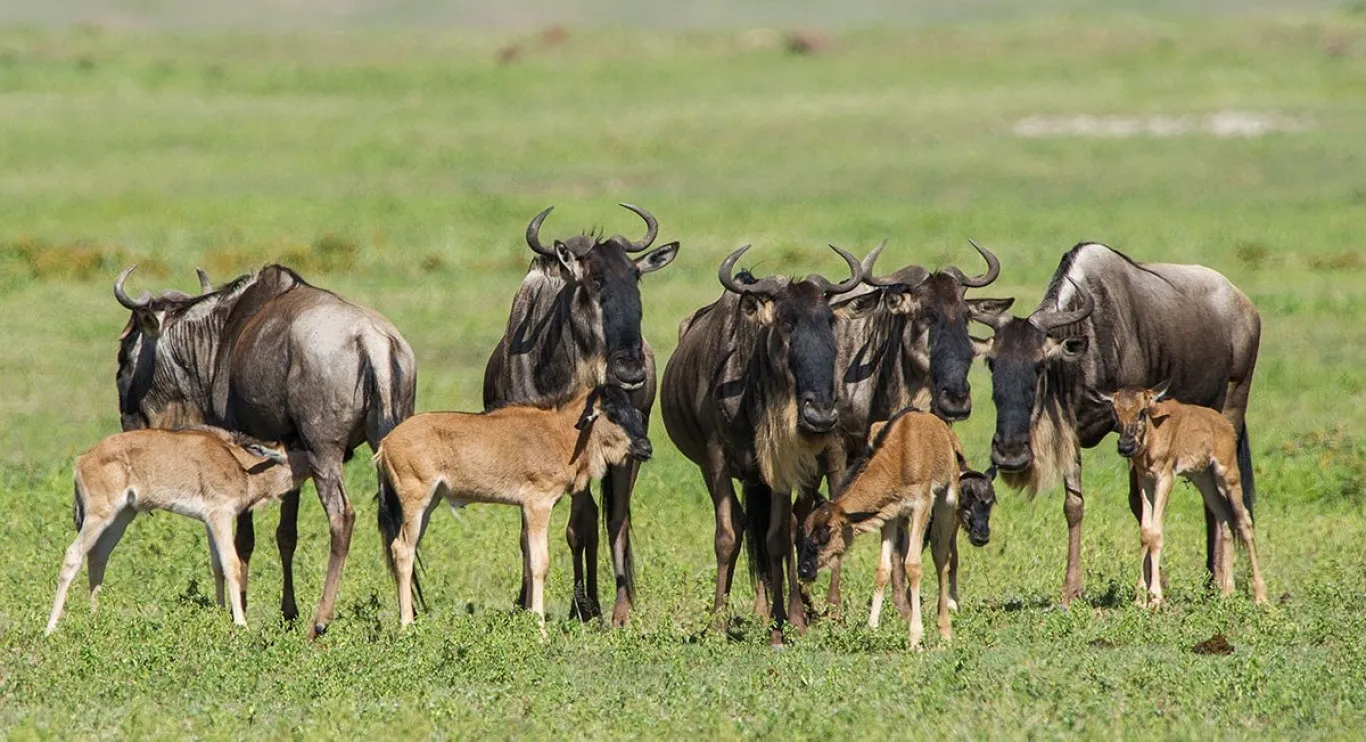 Full Day in Southern Serengeti