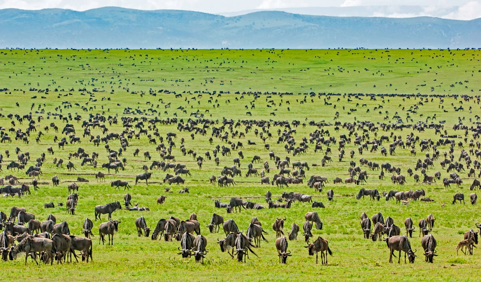 Groups-of-wildebeest-thundering-across-the-plains-of-Serengeti-National-Park-Easy-Travel-Tanzania-scaled-1