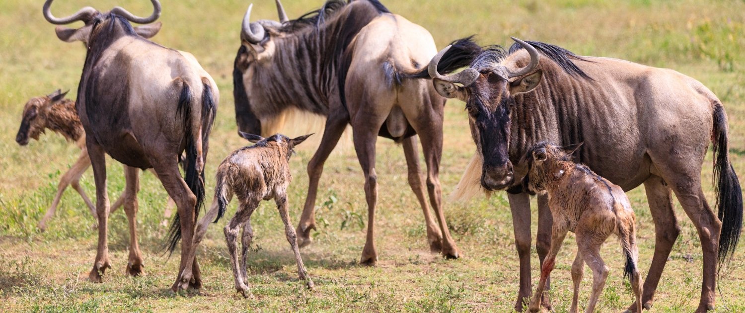 January – March: Calving Season