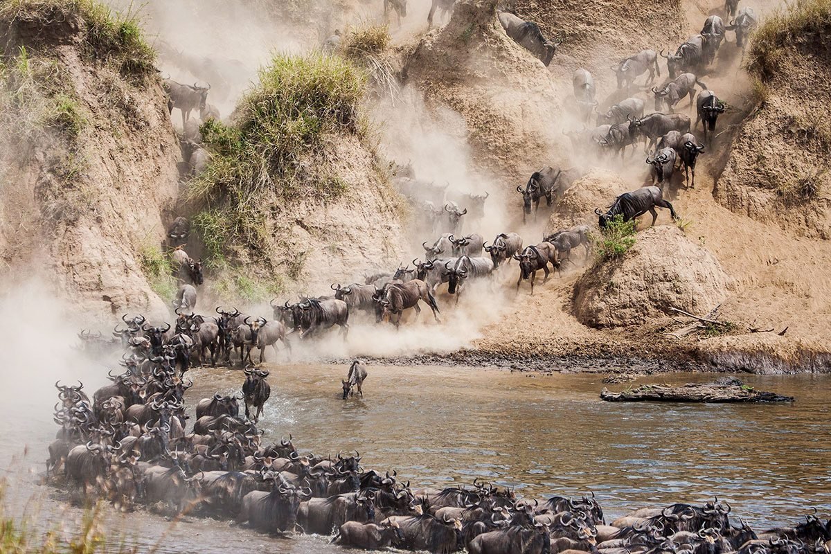 July – October: Mara River Crossings