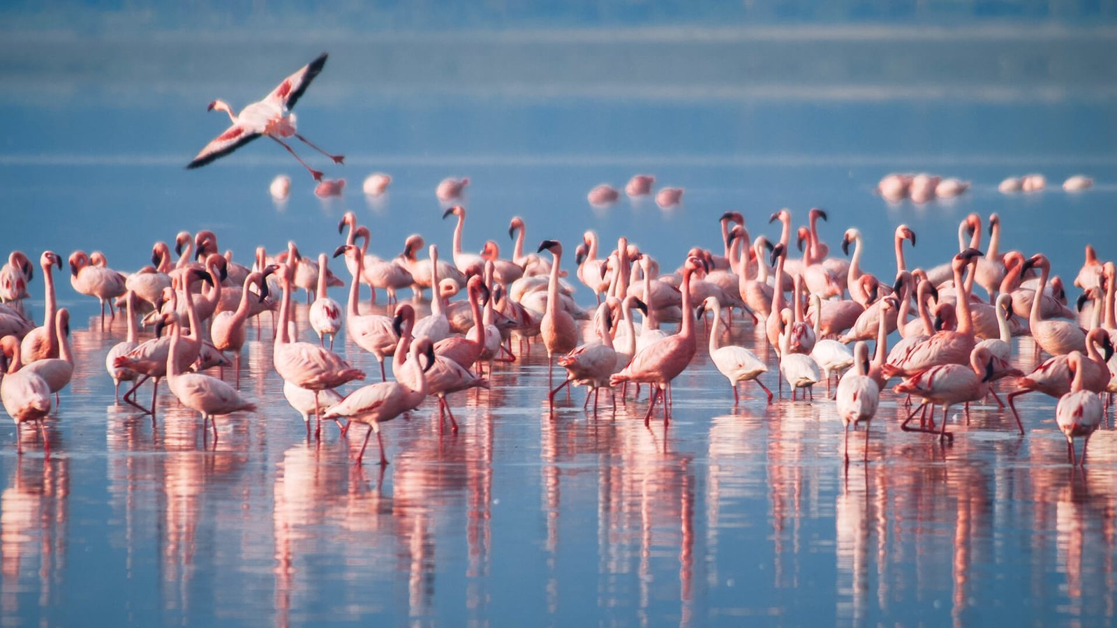 Lake Manyara National Park flamingo