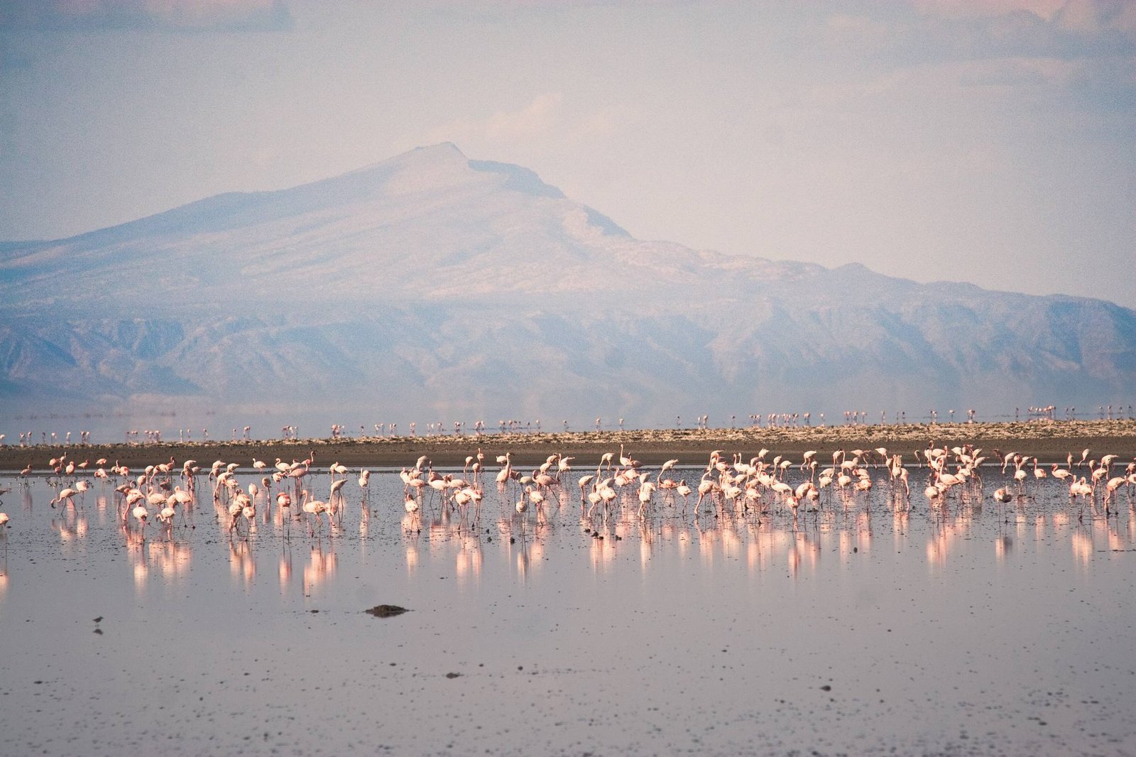 Lake_Natron_Flamingos_12