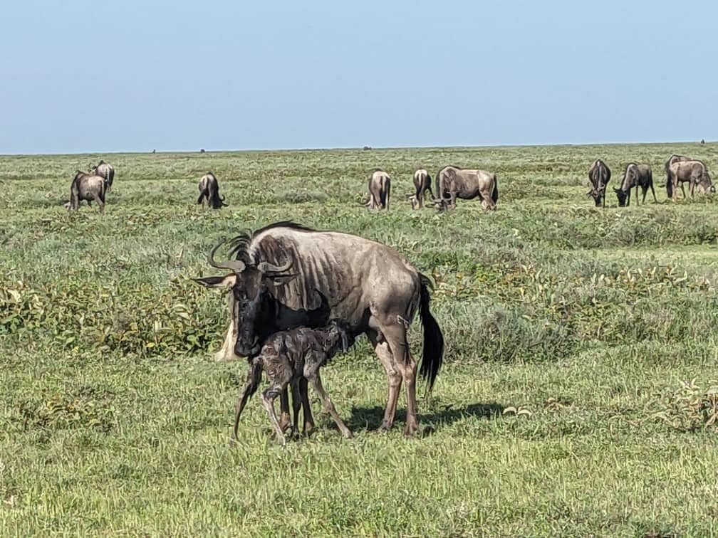 Ndutu Calving Adventure