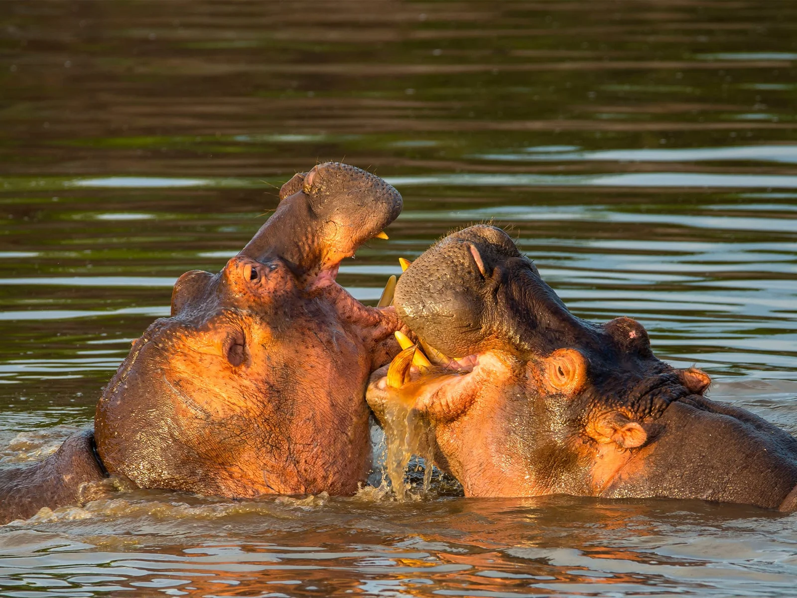 Ndutu Calving Safari