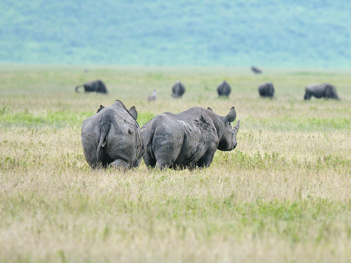 Ngorongoro-Conservation-Area-Tanzania-1