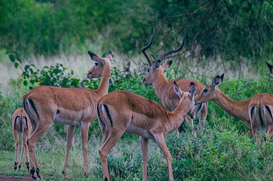 Ngorongoro Crater antlope
