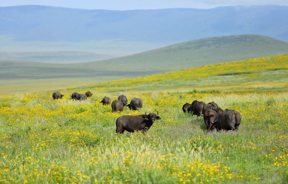 Ngorongoro Crater