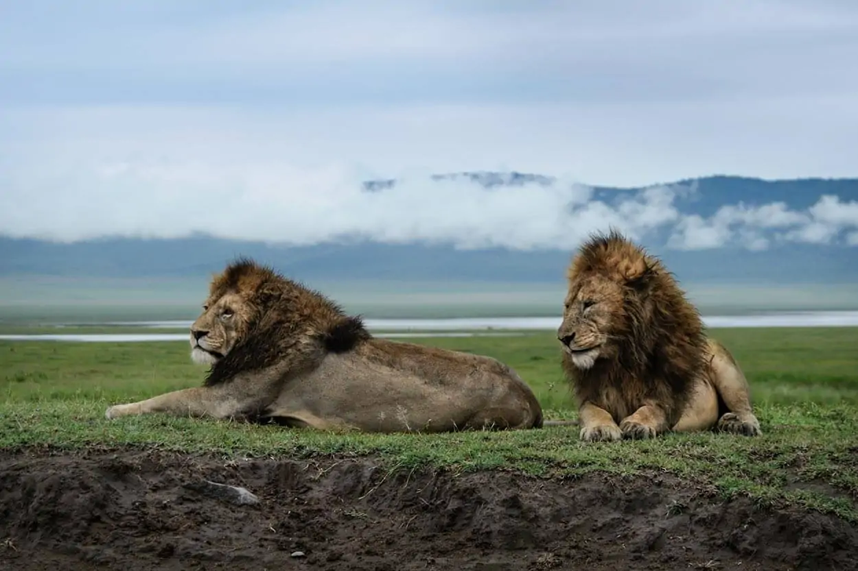 Ngorongoro Crater