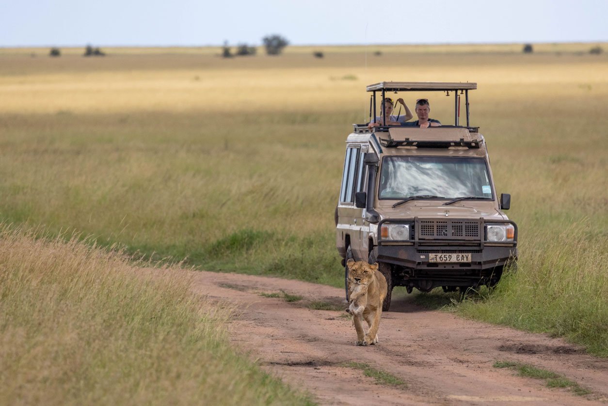 A majestic lion walking calmly in front of a safari jeep in Serengeti National Park, Tanzania, showing why lions don’t attack safari vehicles.