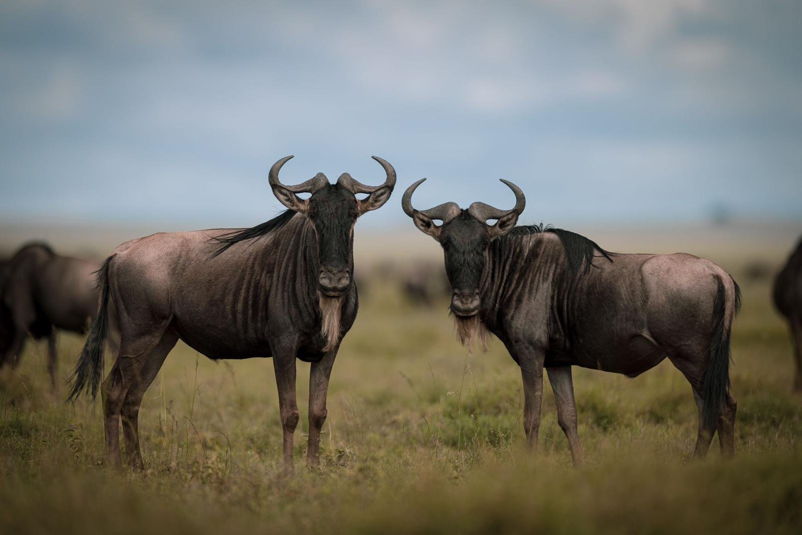 Serengeti