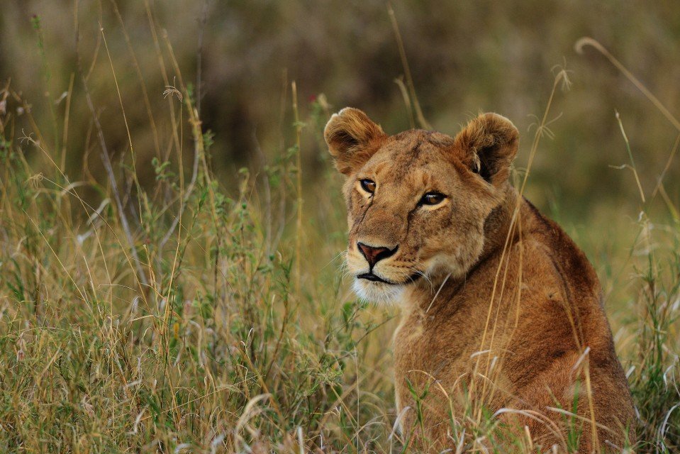 Tarangire National Park,