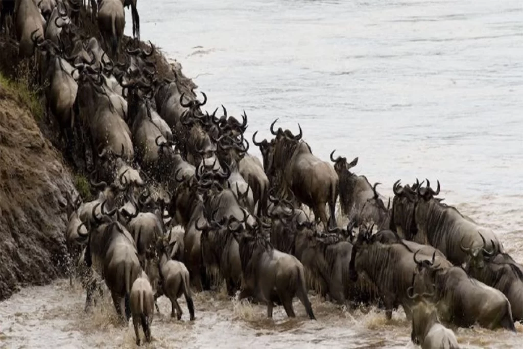 The Great Wildebeest Migration: Facts You Must Know