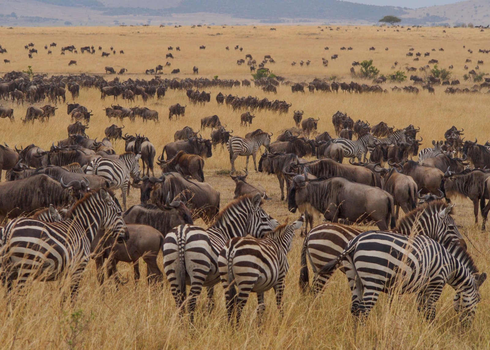 The-Wildebeest-Migration