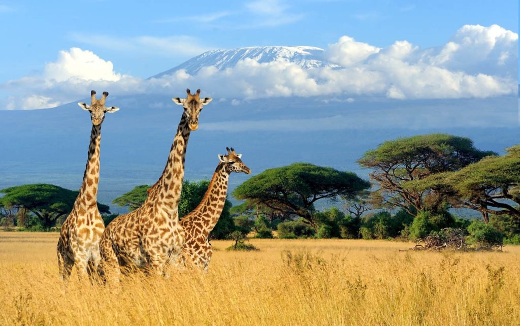 Top 10 Reasons to Go on a Tanzania Safaris