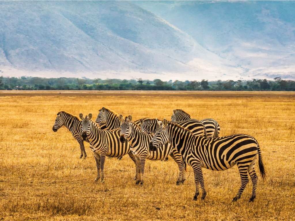 3 Day Fly In Safari from Zanzibar Tarangire Ngorongoro Manyara