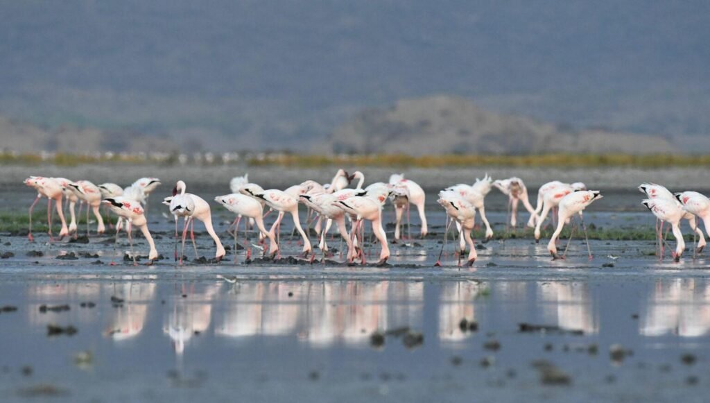 Flamingos at Lake Natron