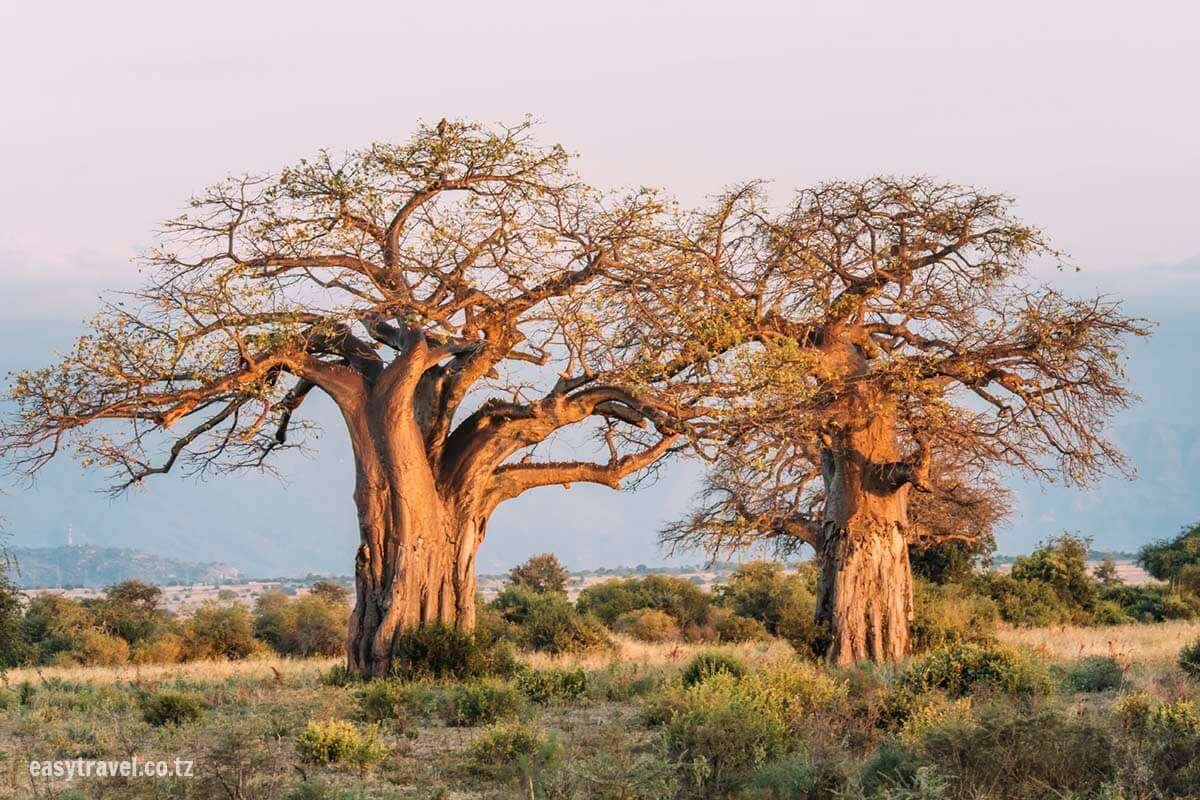 iconic-baobab-tree-1-cover-1