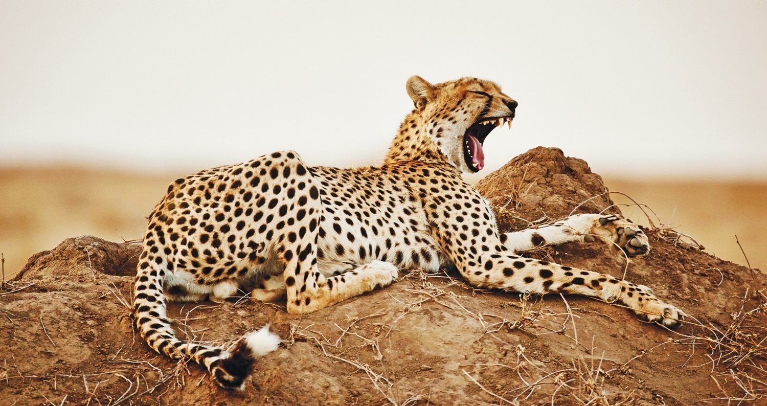 kenya or tanzania