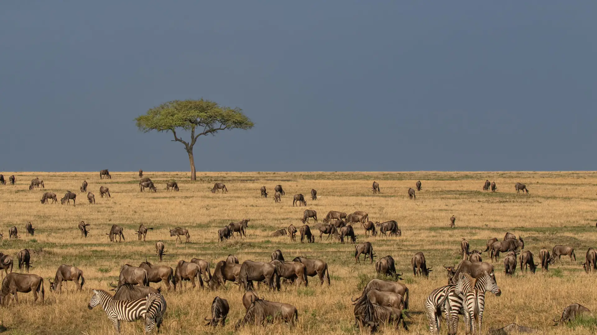 serengeti migration