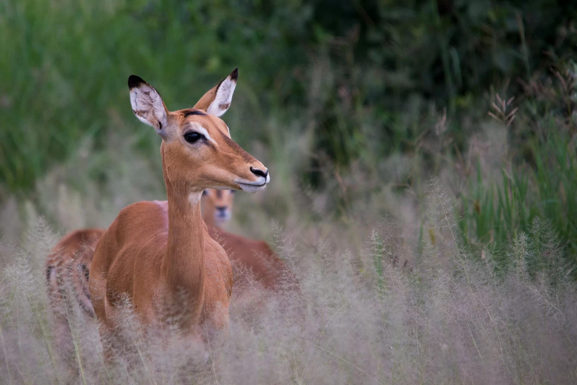 serengeti wild