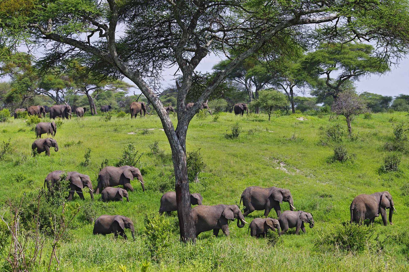 tarangire-3