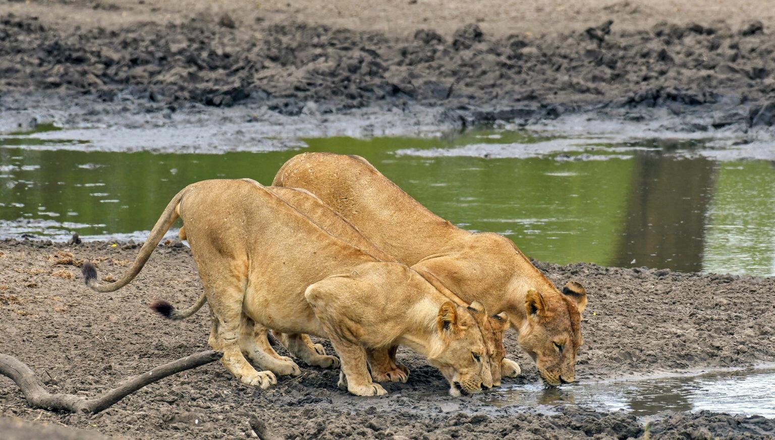 Two lions drinking water in the Serengeti, symbolizing the shared wilderness between Kenya and Tanzania during an African safari.