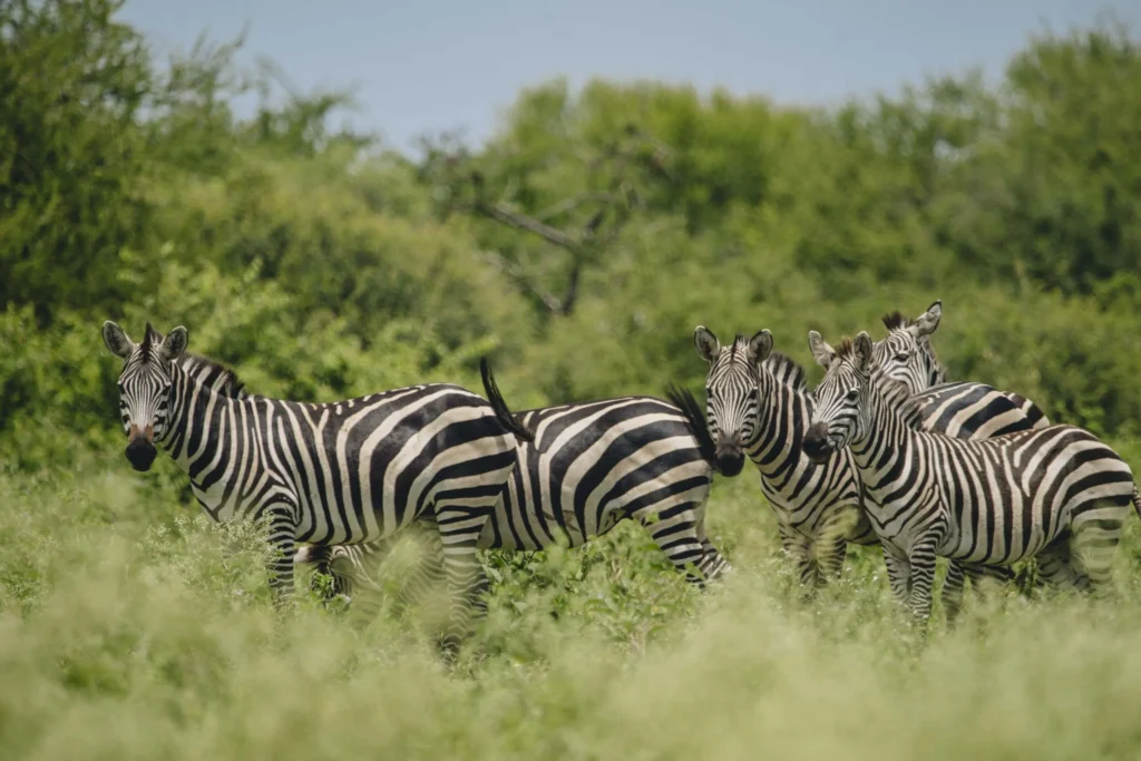 Makuyuni Wildlife Park