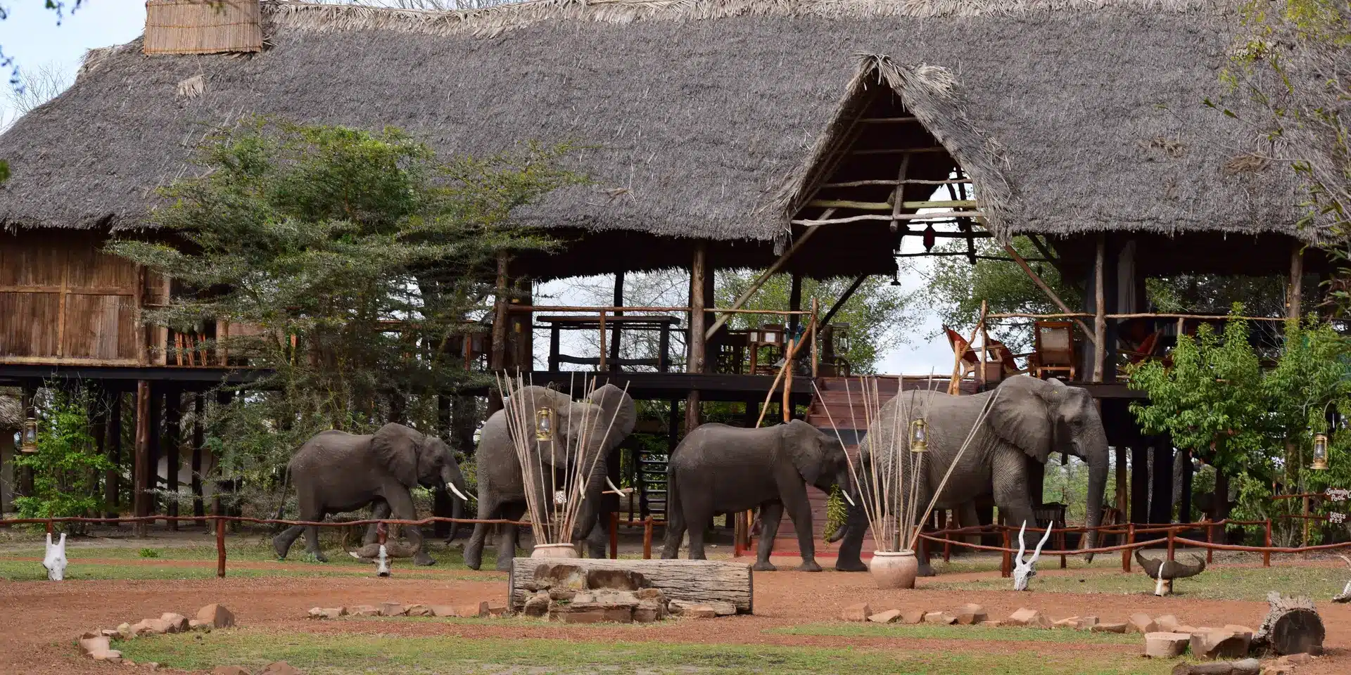 Elephant at Selous Impala Camp