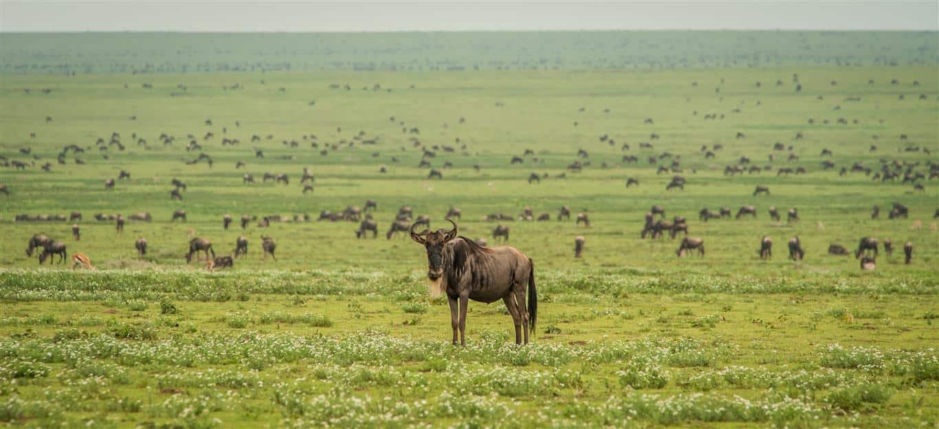 Serengeti Great Migration