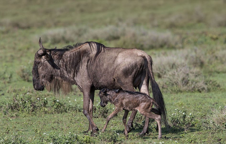 A wildebeest with a new born in Ndutu