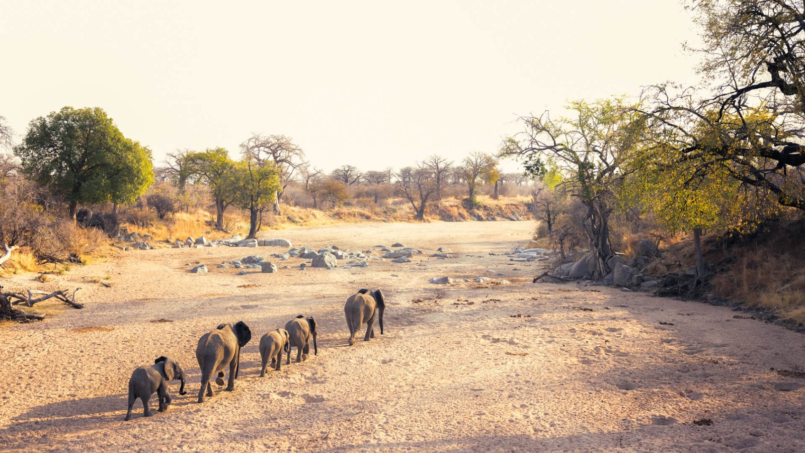 Elephants gathered along the Great Ruaha River during the dry season